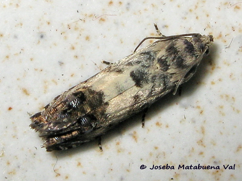 Pammene fasciana - Tortricidae